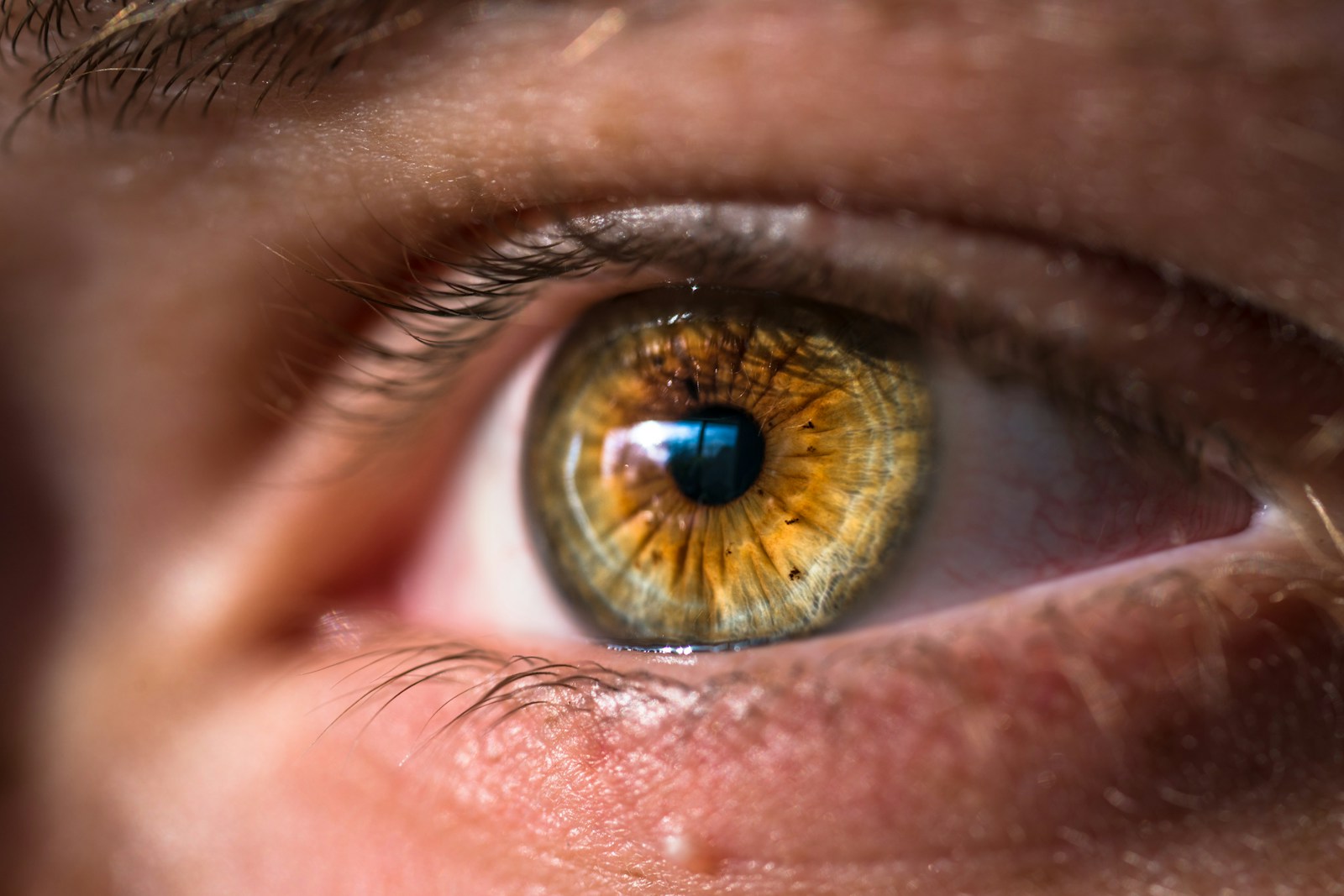Close-up detail of a healthy eye